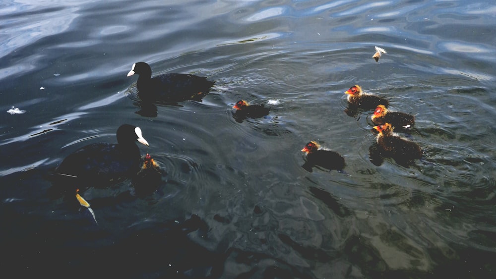 a group of ducks floating on top of a lake