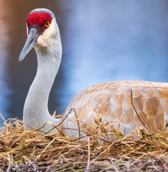 a bird with a red head sitting on top of a nest
