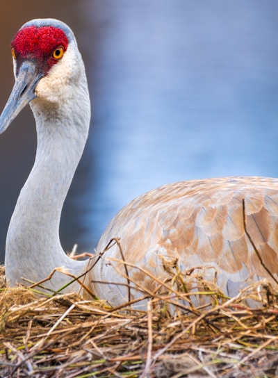 a bird with a red head sitting on top of a nest