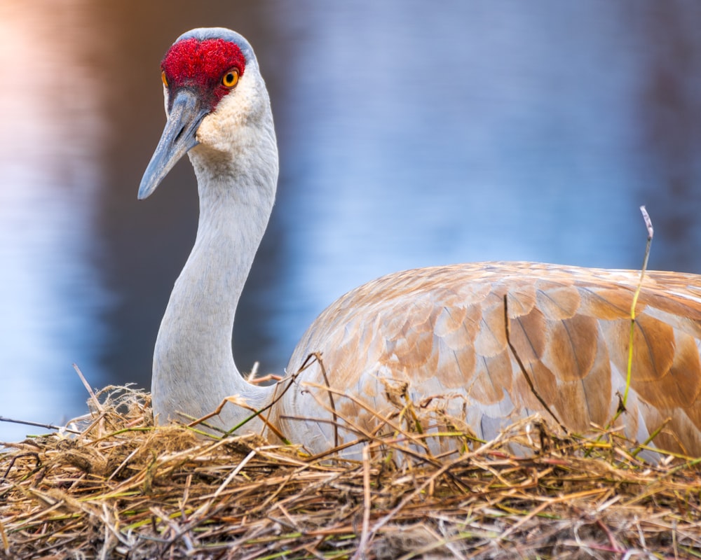 a bird with a red head sitting on top of a nest
