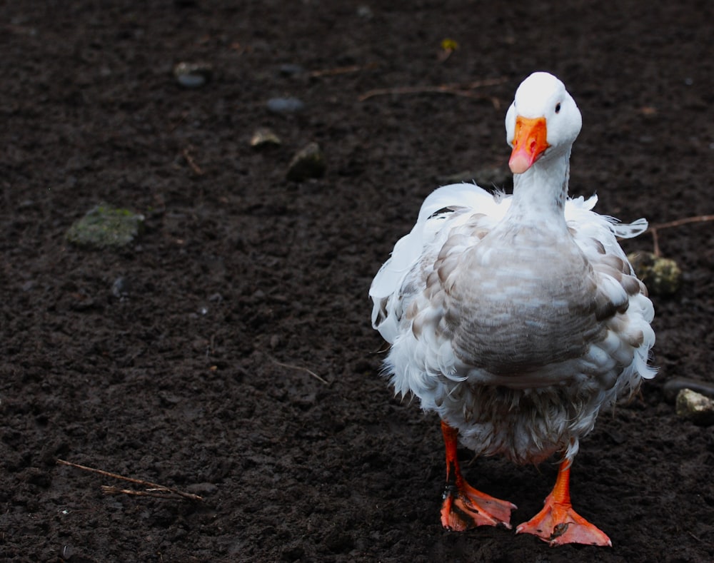 a white duck standing on top of a dirt field
