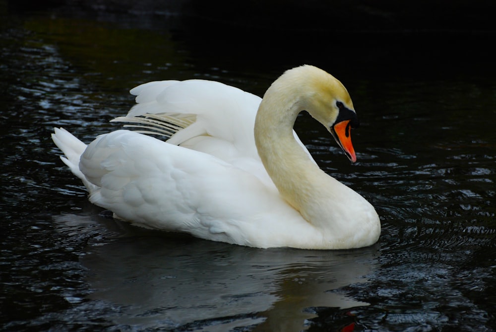 a white swan floating on top of a body of water