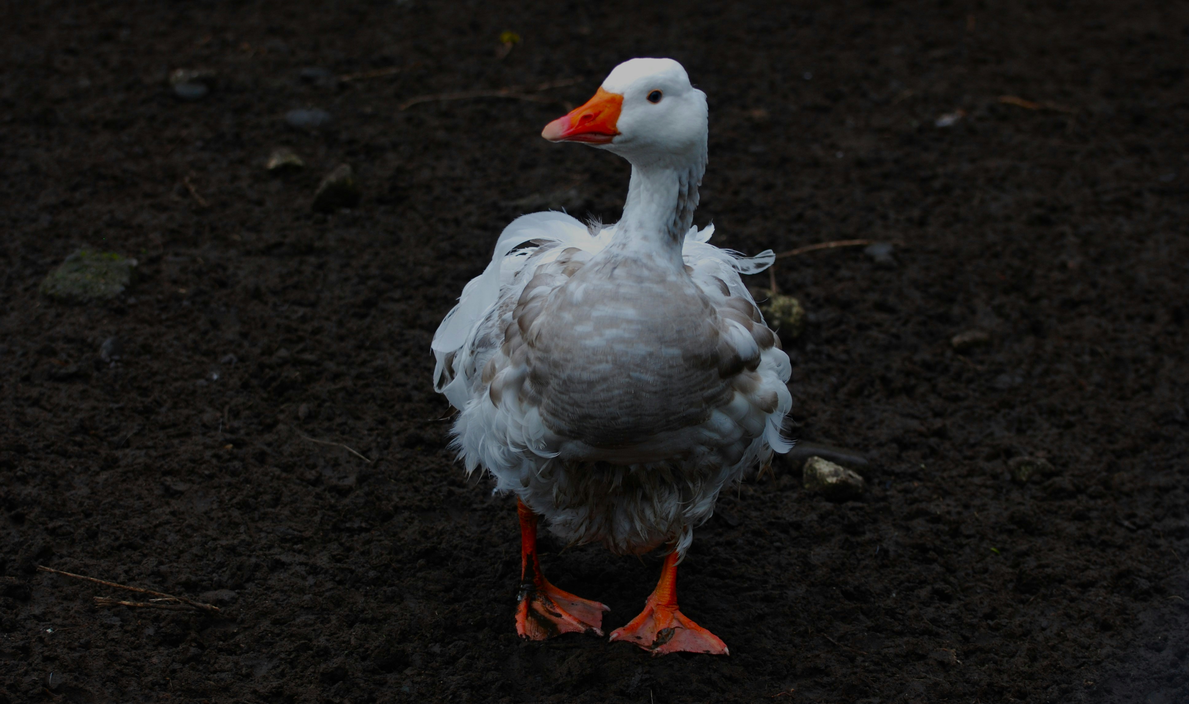 Photo by keringedge