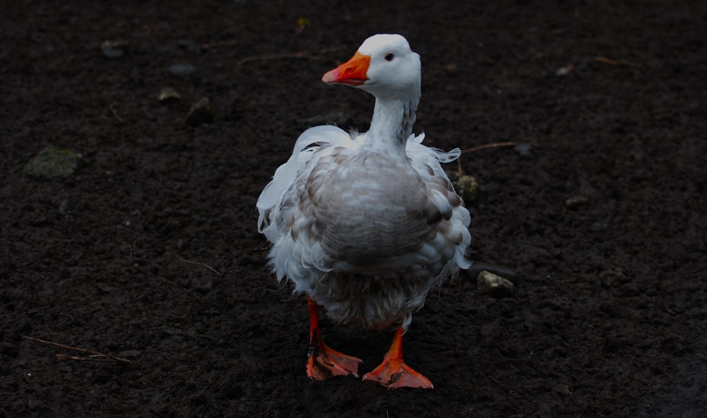 a white duck standing on top of a dirt field