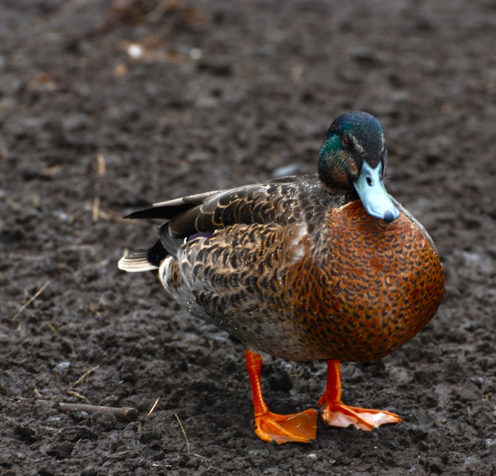 a duck standing on the ground in the dirt