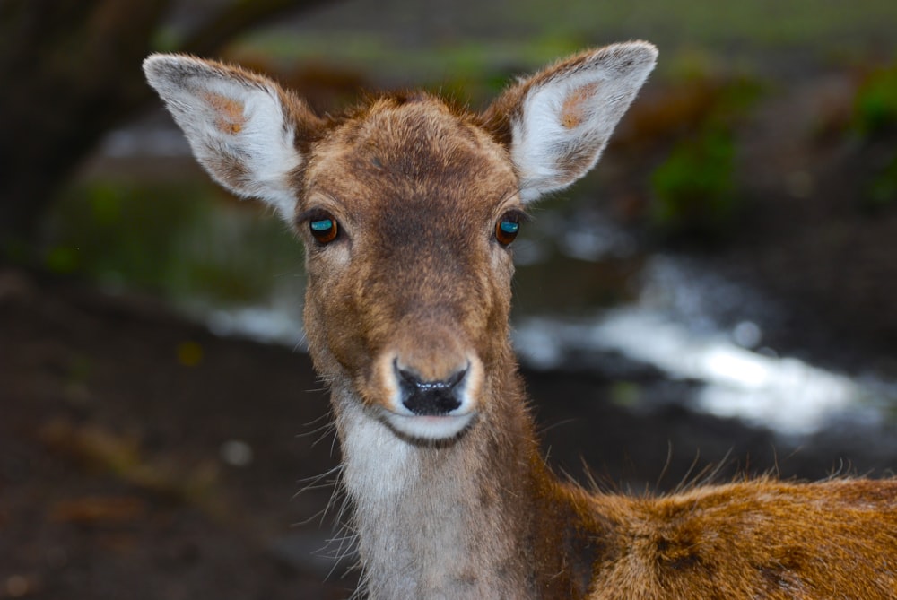 a close up of a deer with a stream in the background