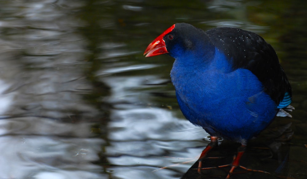 a blue and black bird is standing on a rock