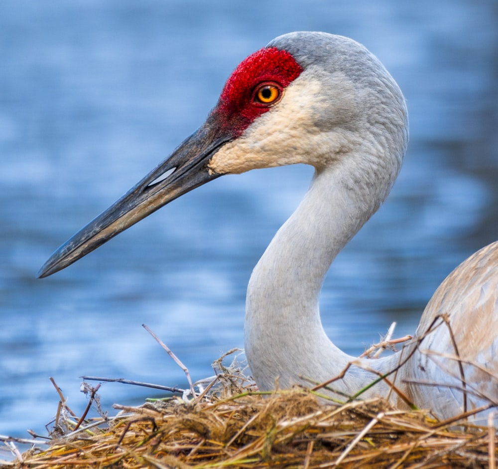 a bird with a red head sitting on top of a nest