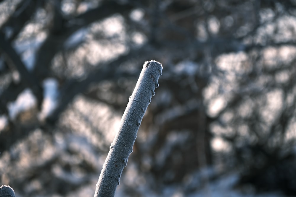 a branch of a tree covered in snow