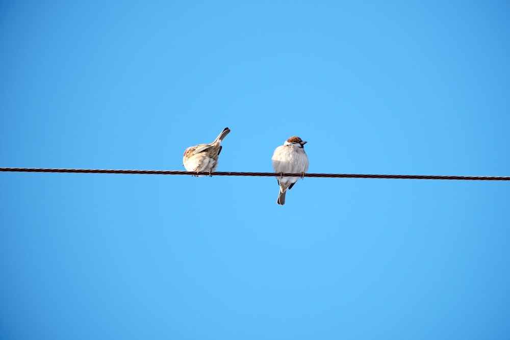 two birds sitting on a wire against a blue sky