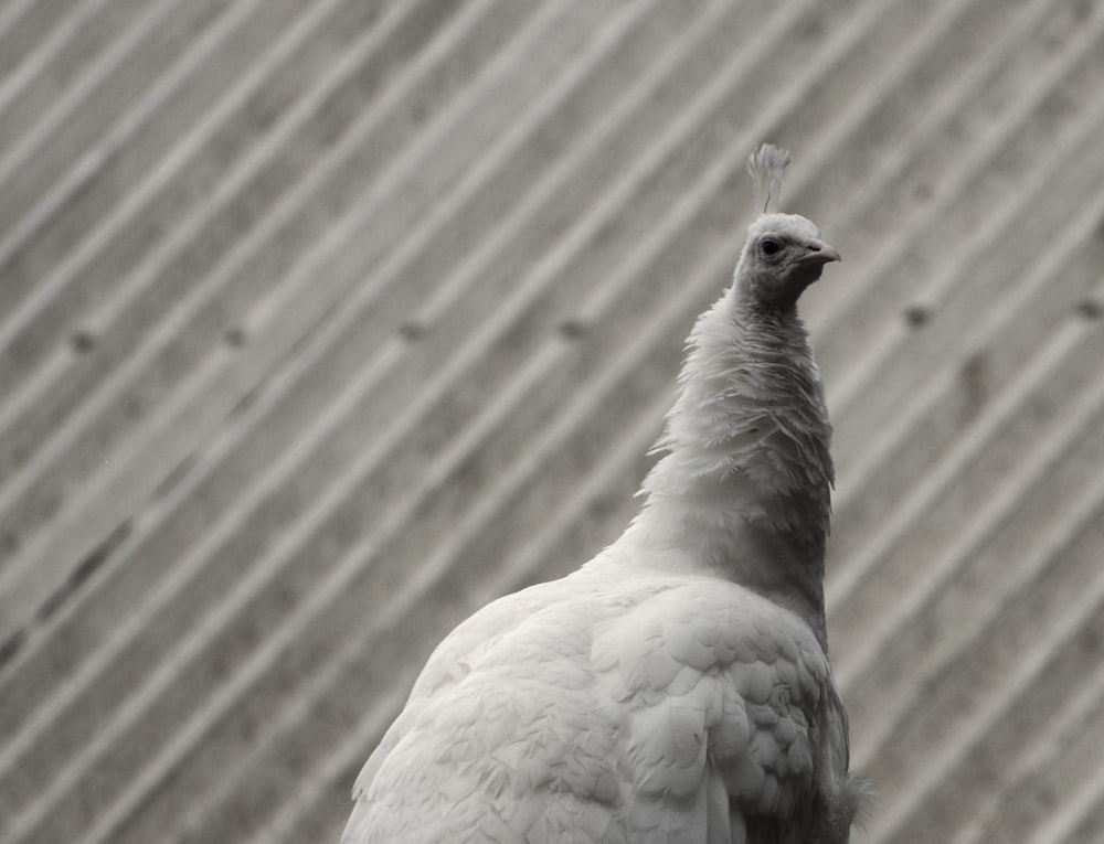 a close up of a white bird on a ledge