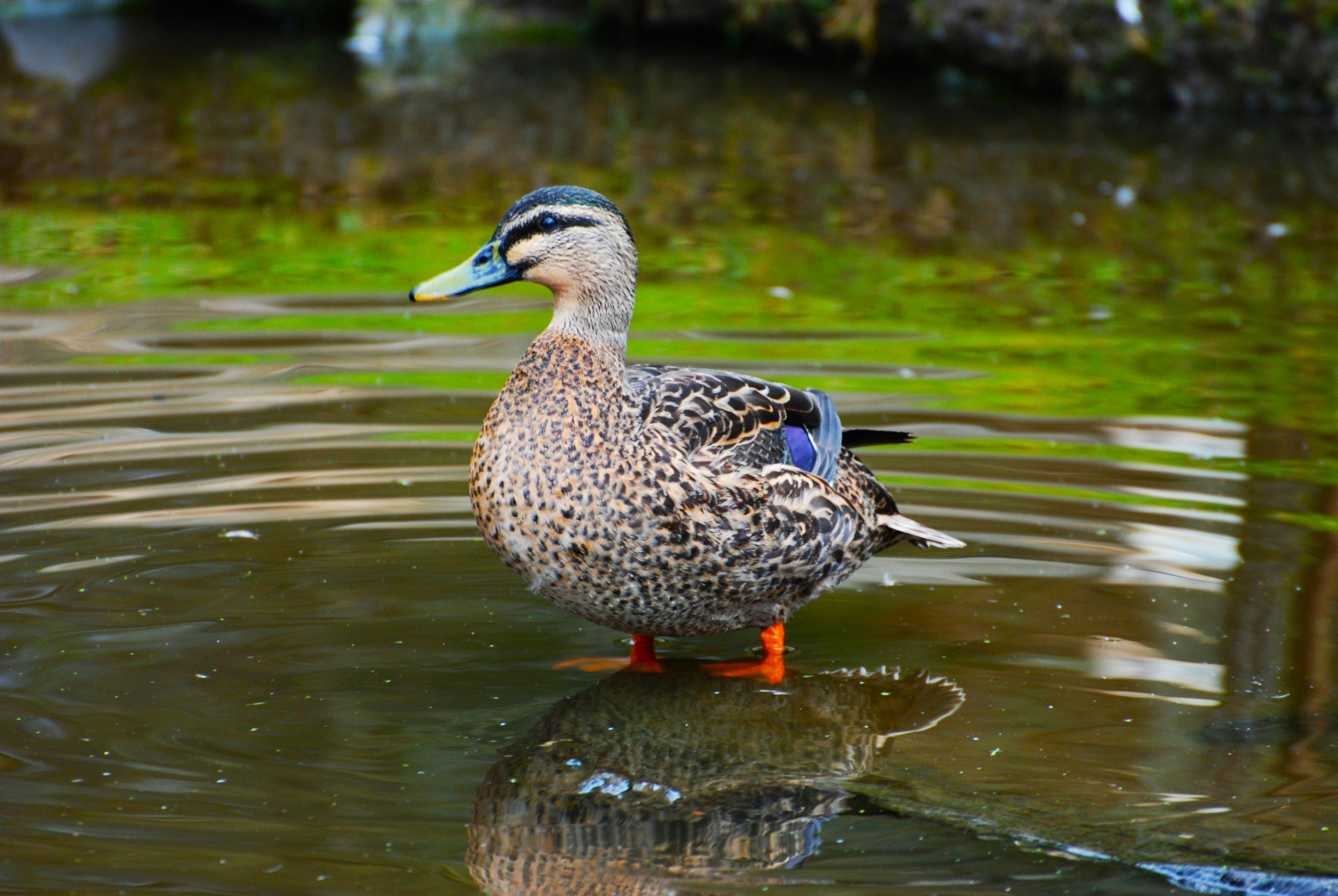 a duck that is standing in some water