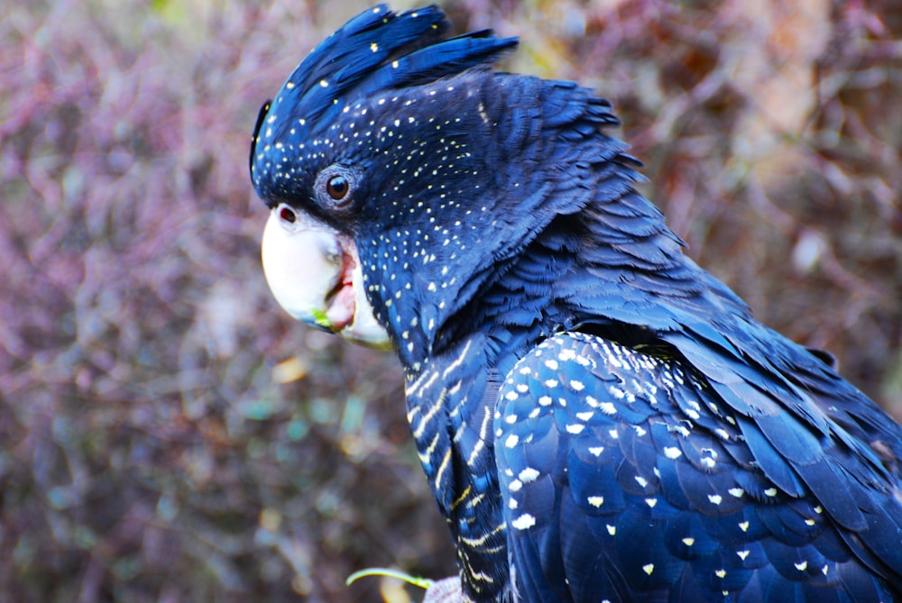 a close up of a blue parrot with white spots on it's face