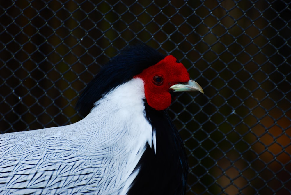a white and black bird with a red head