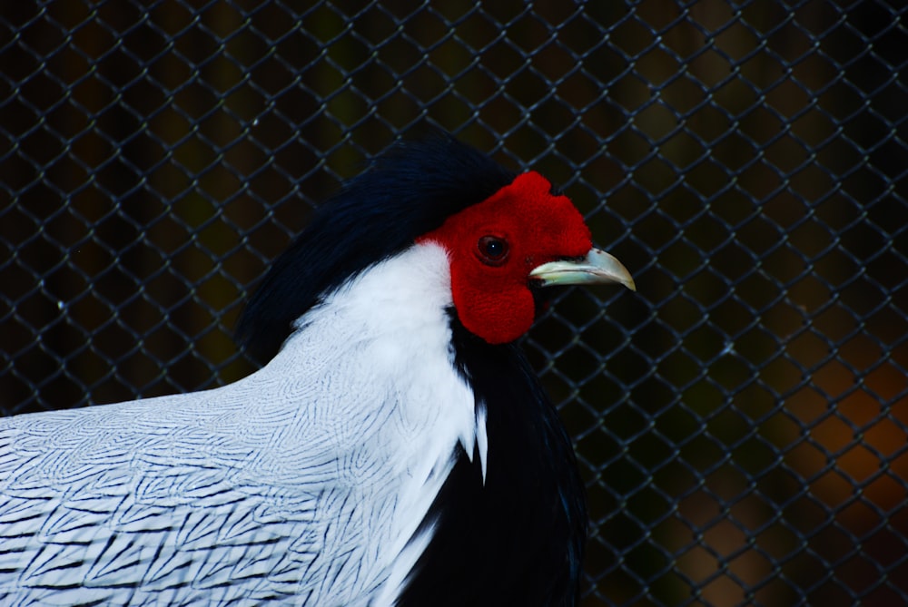 un pájaro blanco y negro con una cabeza roja