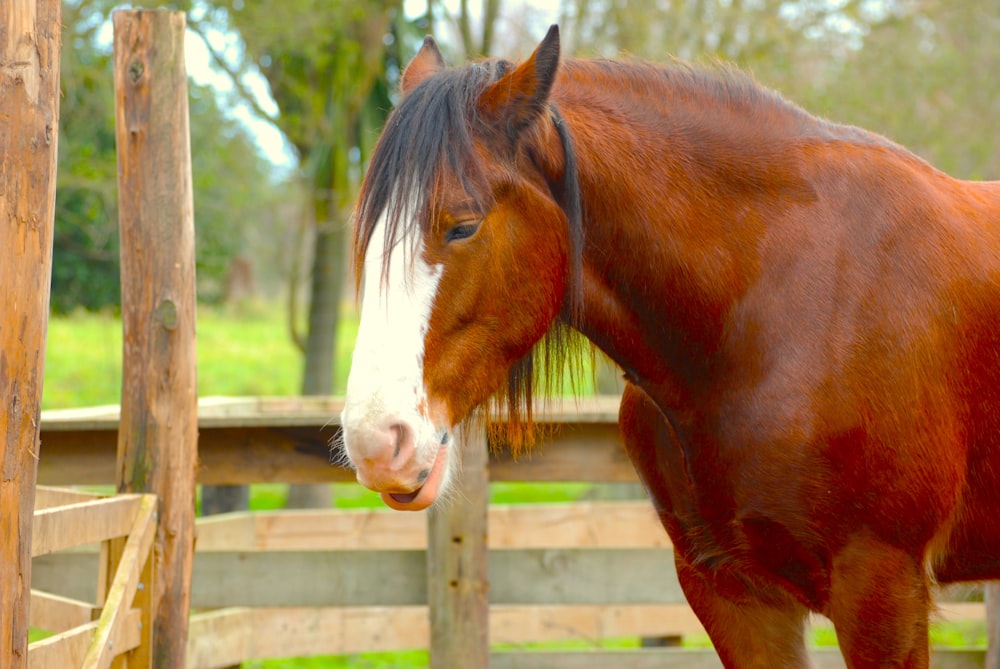 a brown horse standing next to a wooden fence