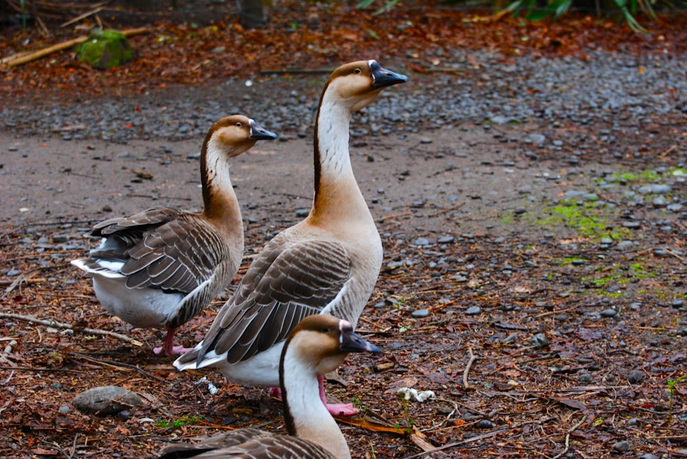 two geese standing on the ground in a wooded area