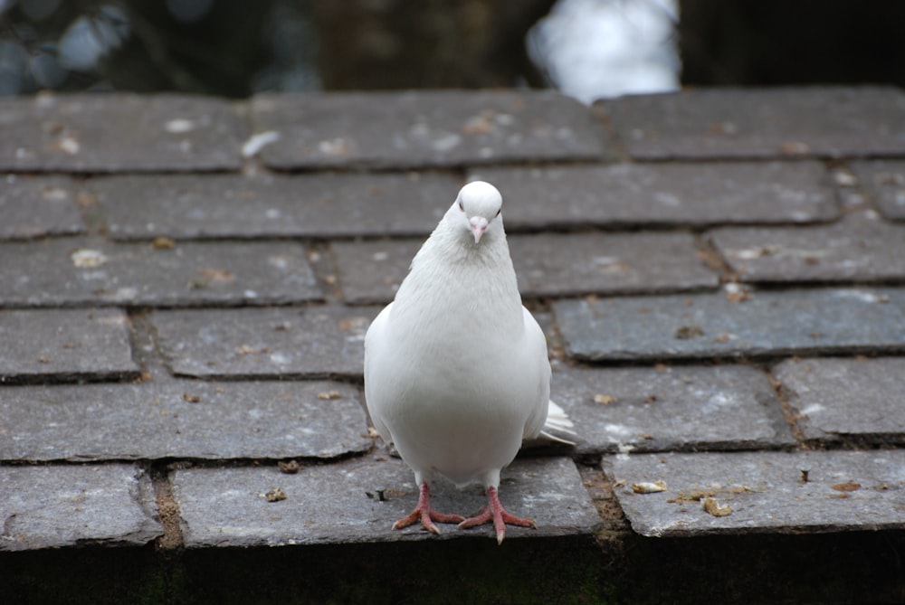 a white pigeon standing on a brick roof