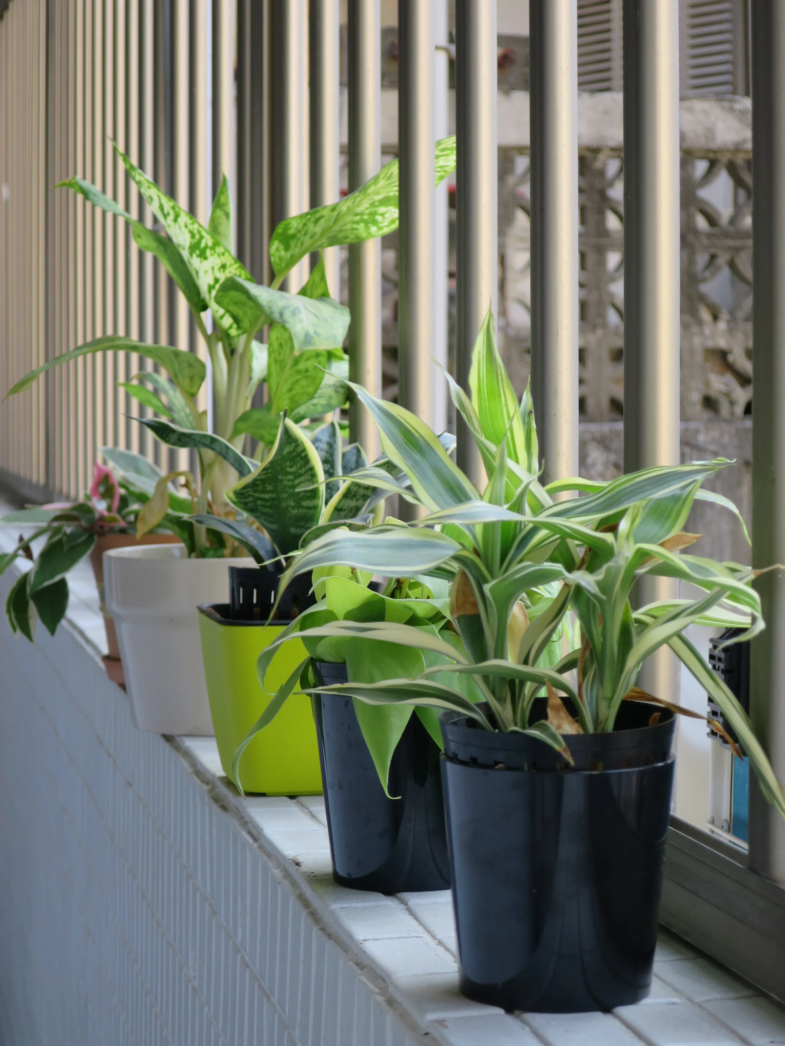 A row of potted houseplants on a sunny window sill in soft morning light