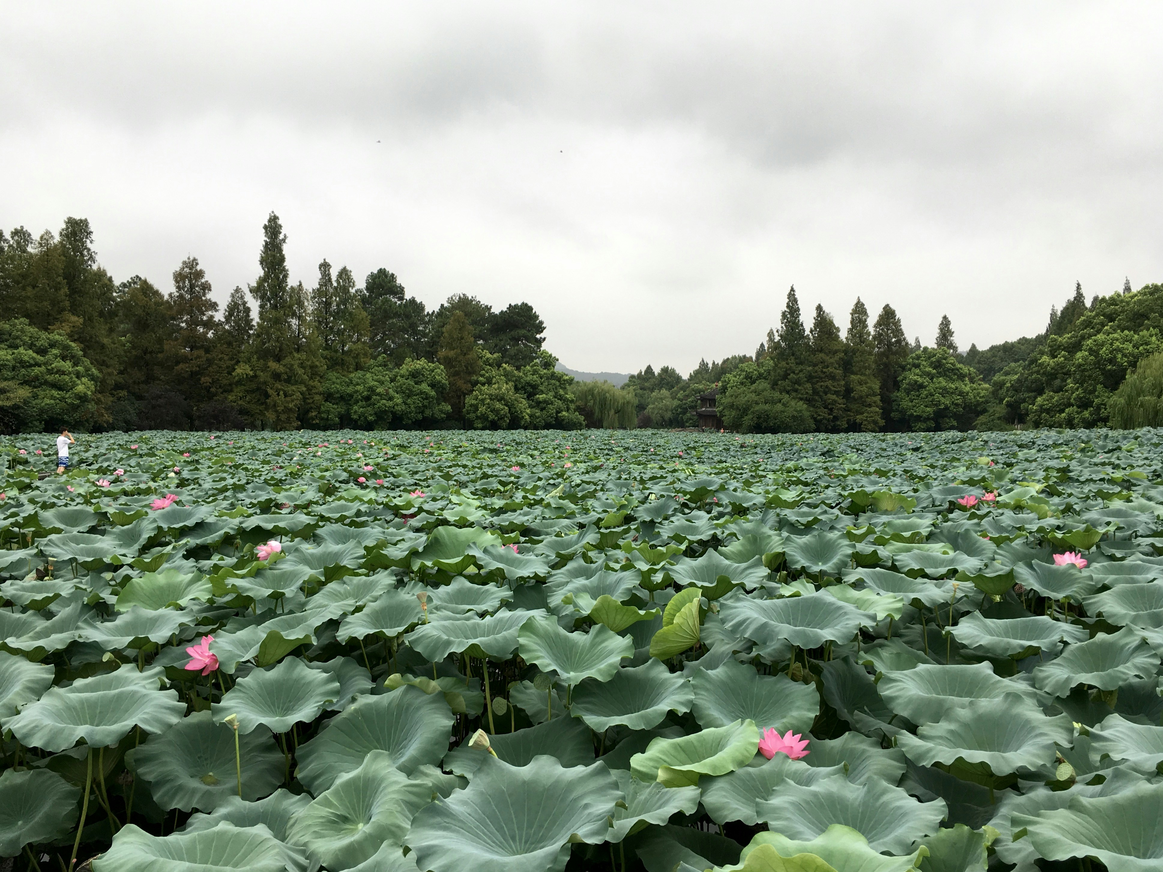 a large field of green plants with pink flowers
