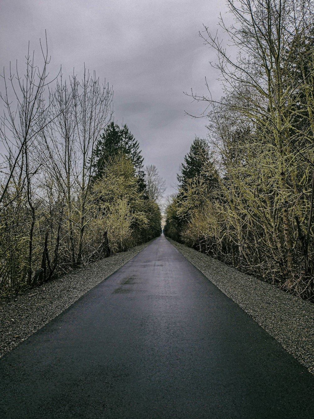 an empty road surrounded by trees on a cloudy day