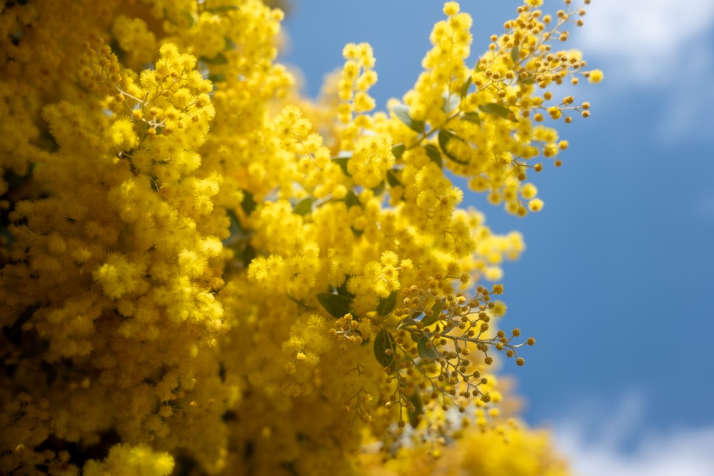 a bunch of yellow flowers with a blue sky in the background