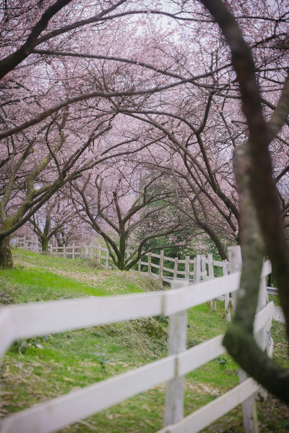 a white fence and some trees with pink flowers