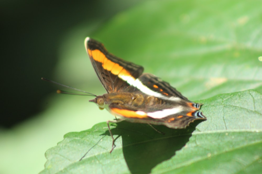 a close up of a butterfly on a leaf