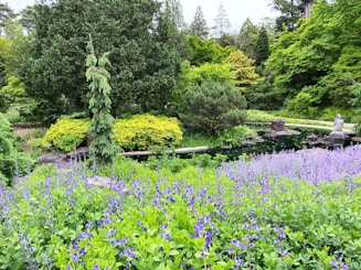 a garden filled with lots of purple flowers