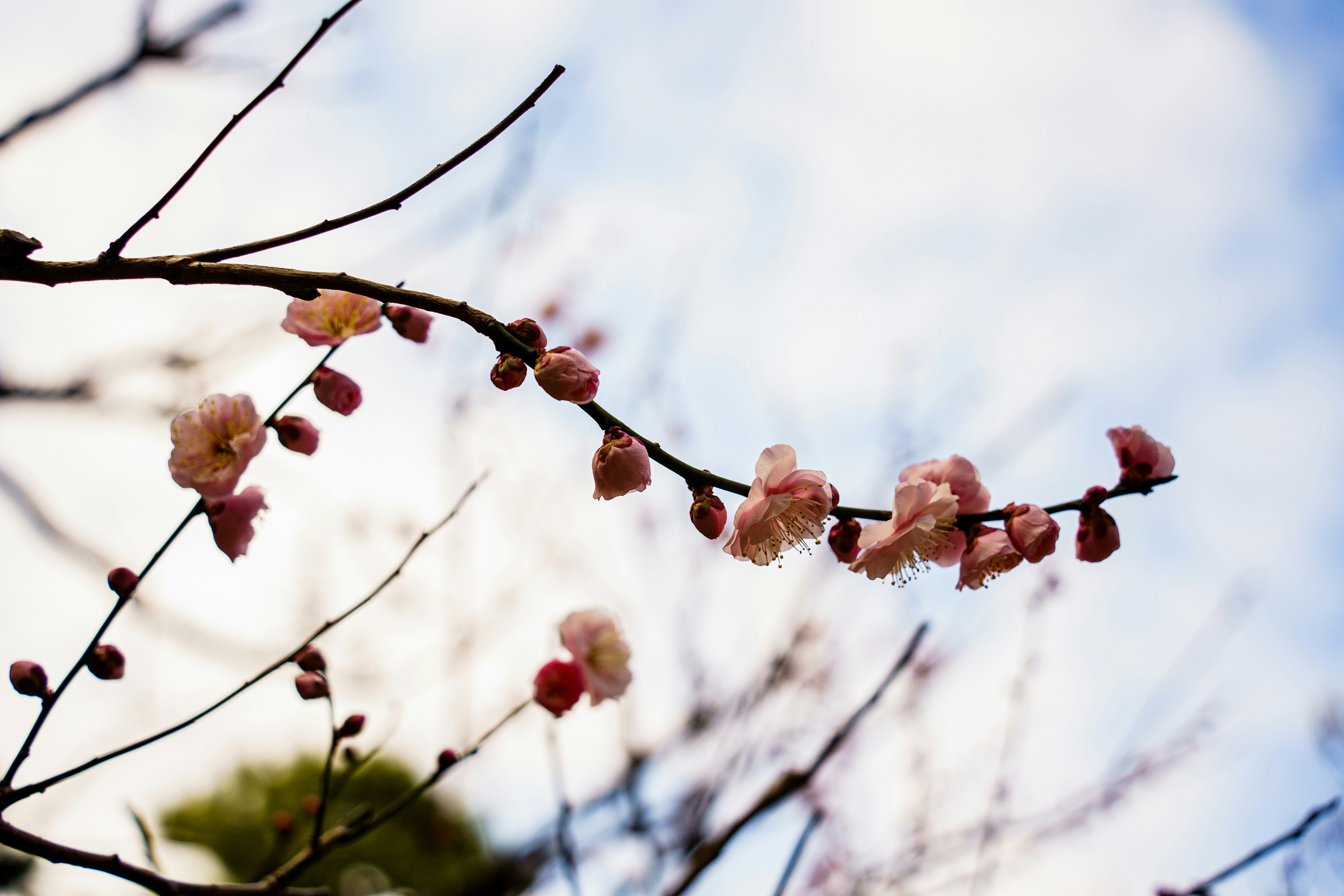 Photo by kent_shimazaki