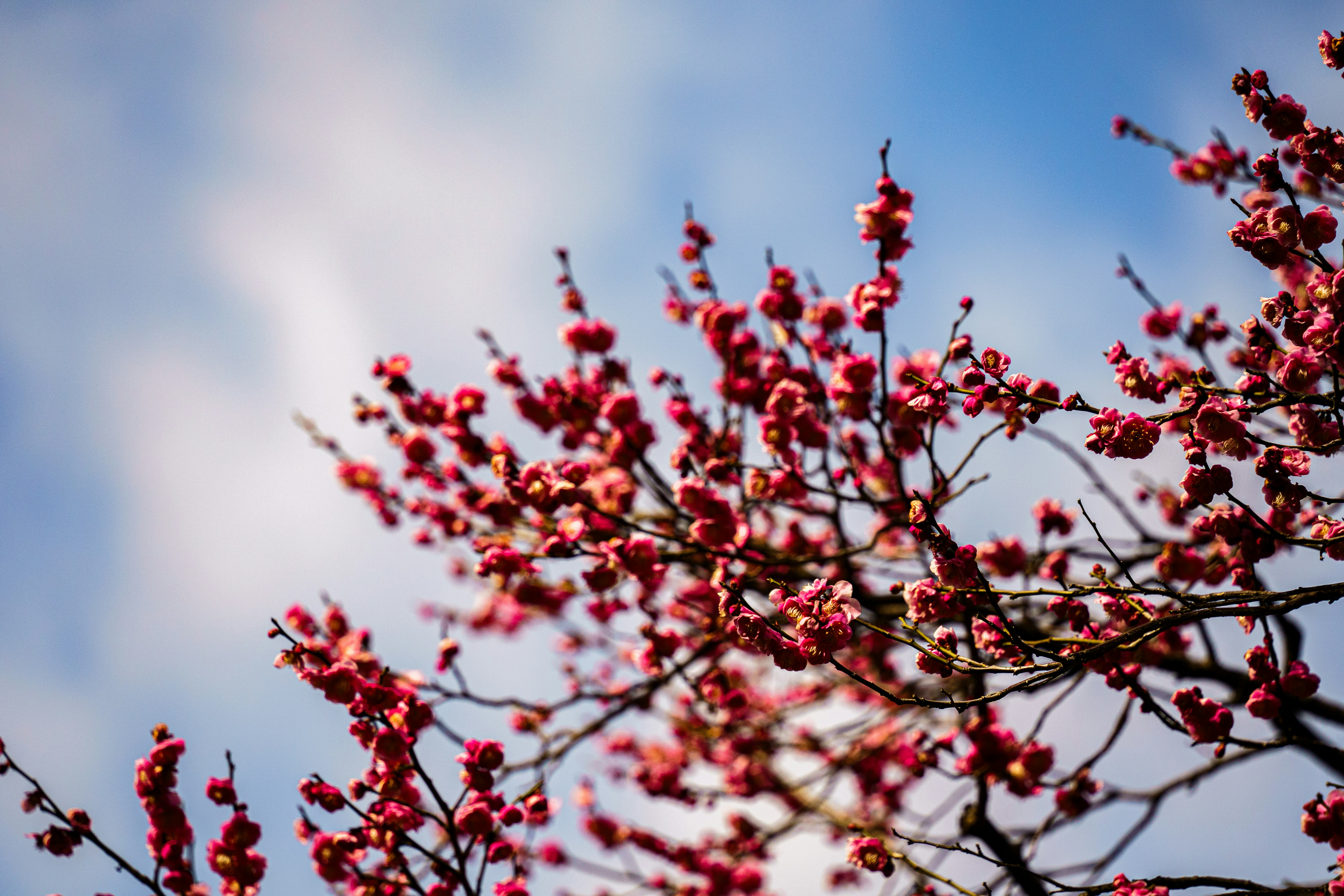 Photo by kent_shimazaki