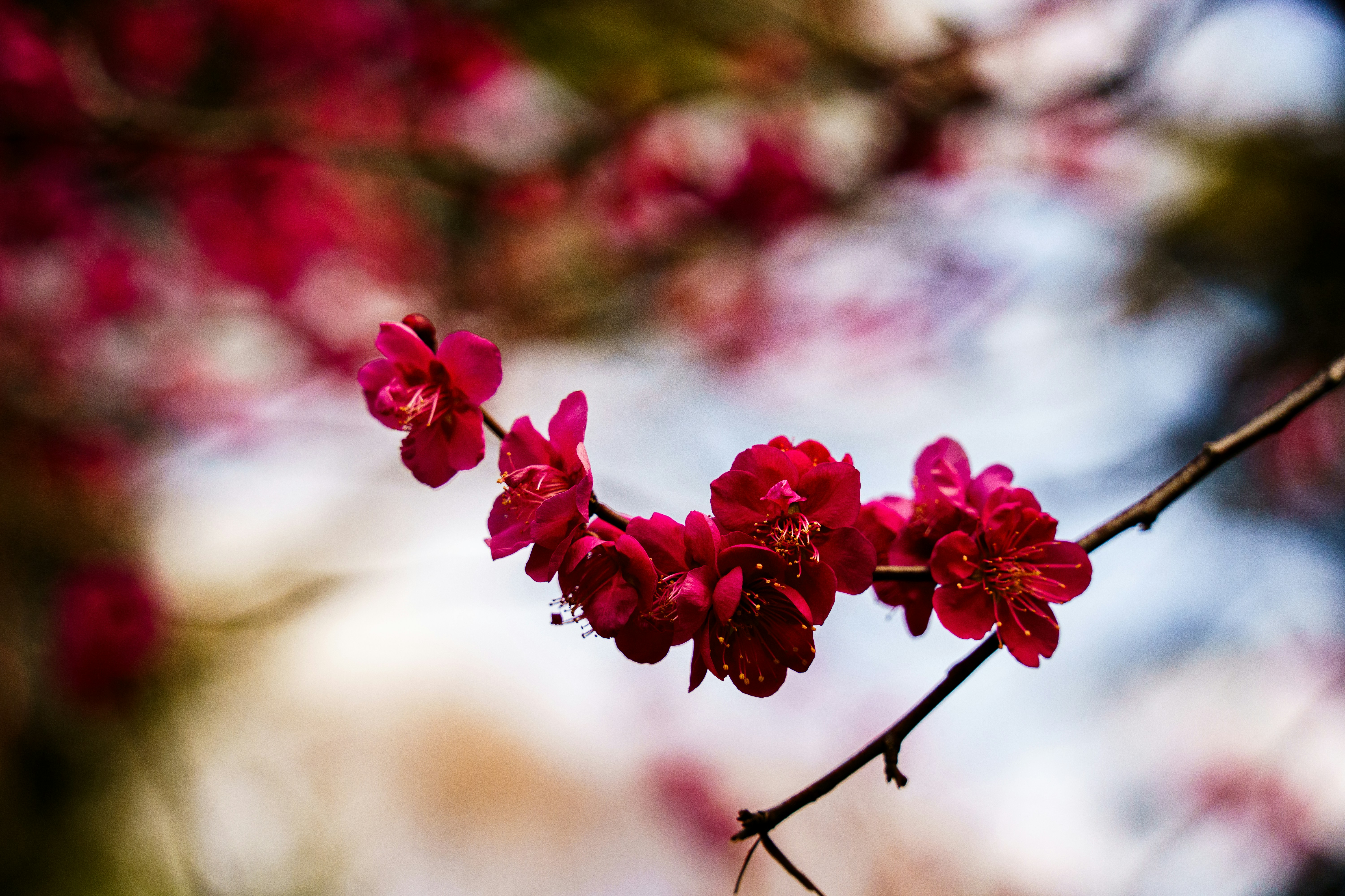 Photo by kent_shimazaki