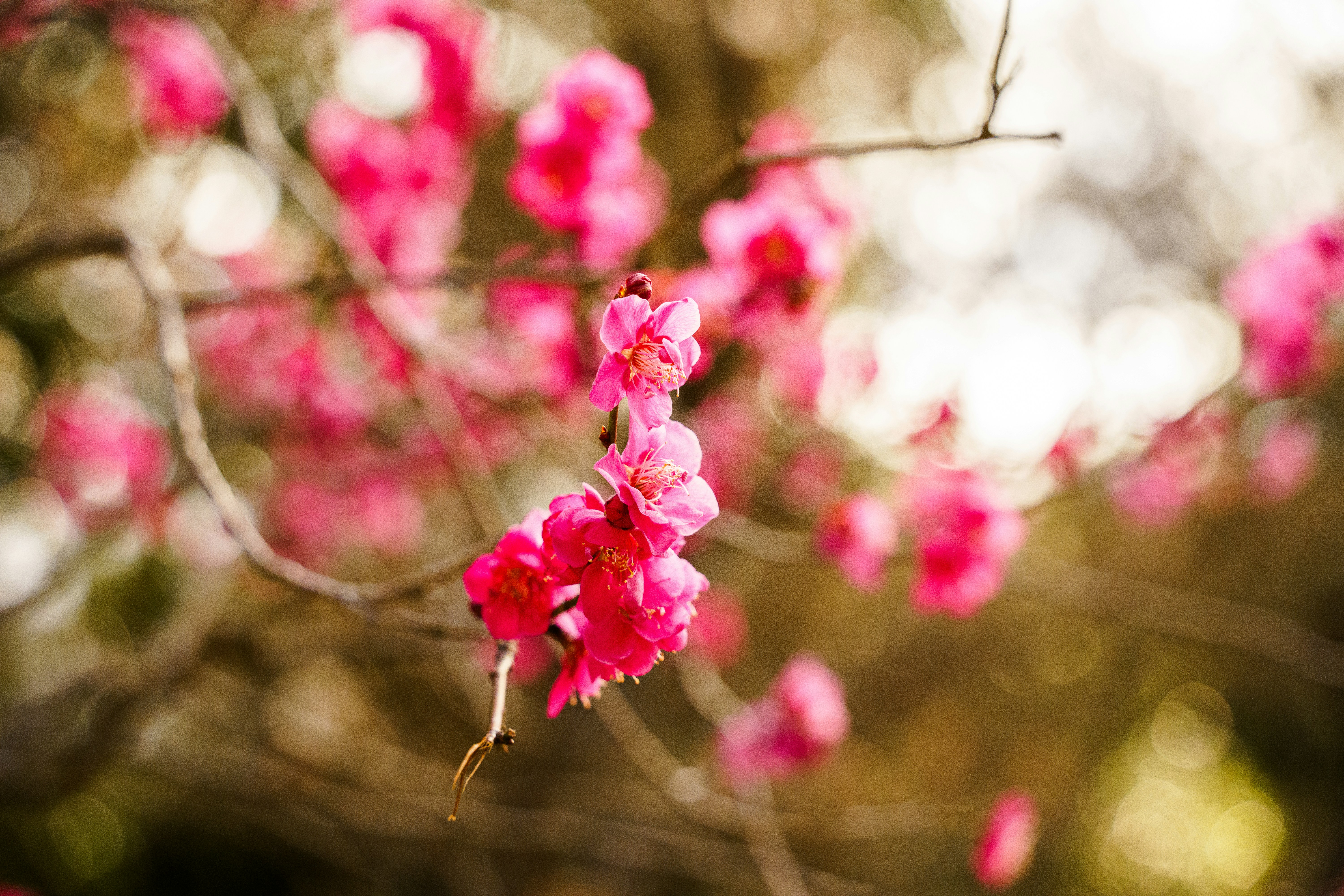 Photo by kent_shimazaki