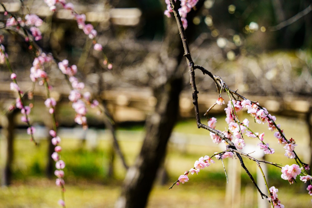 a tree with pink flowers in a park