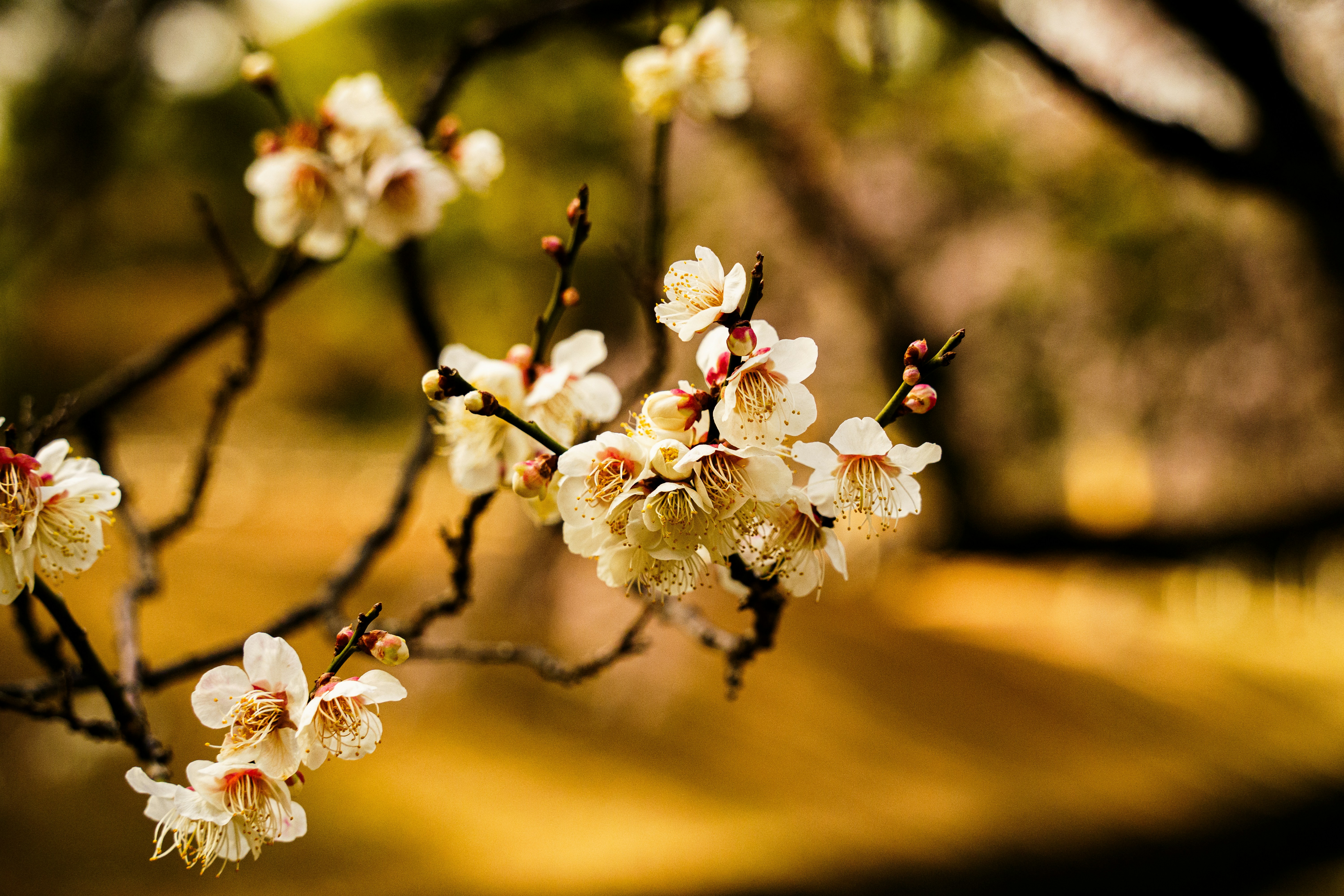 Photo by kent_shimazaki