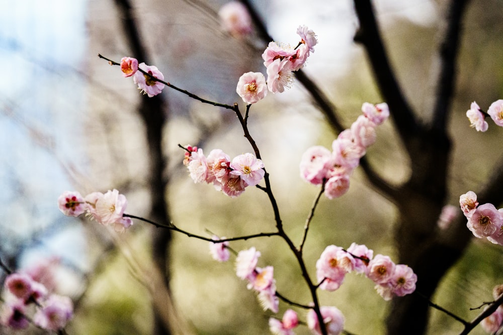 a close up of a tree with pink flowers