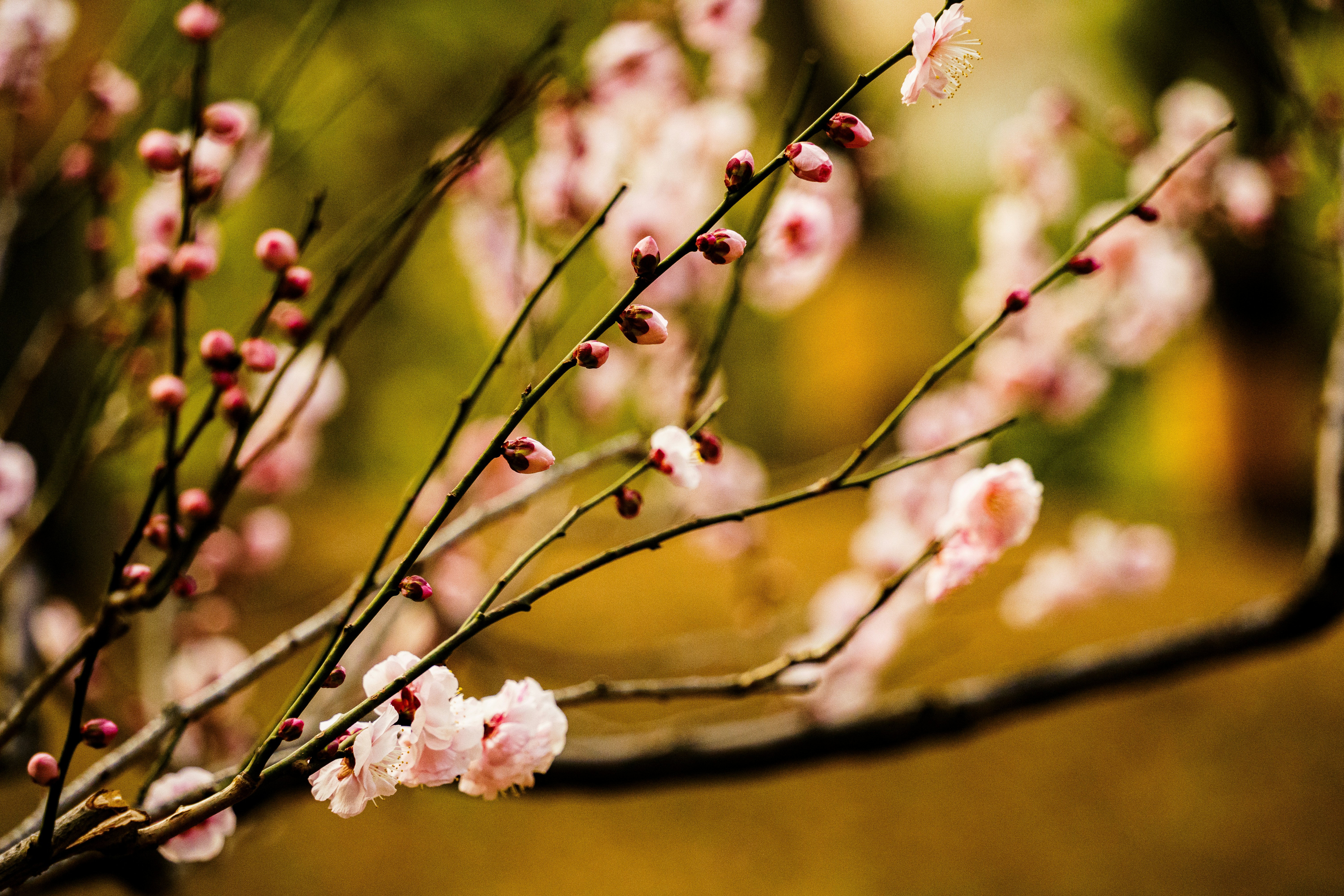 Photo by kent_shimazaki