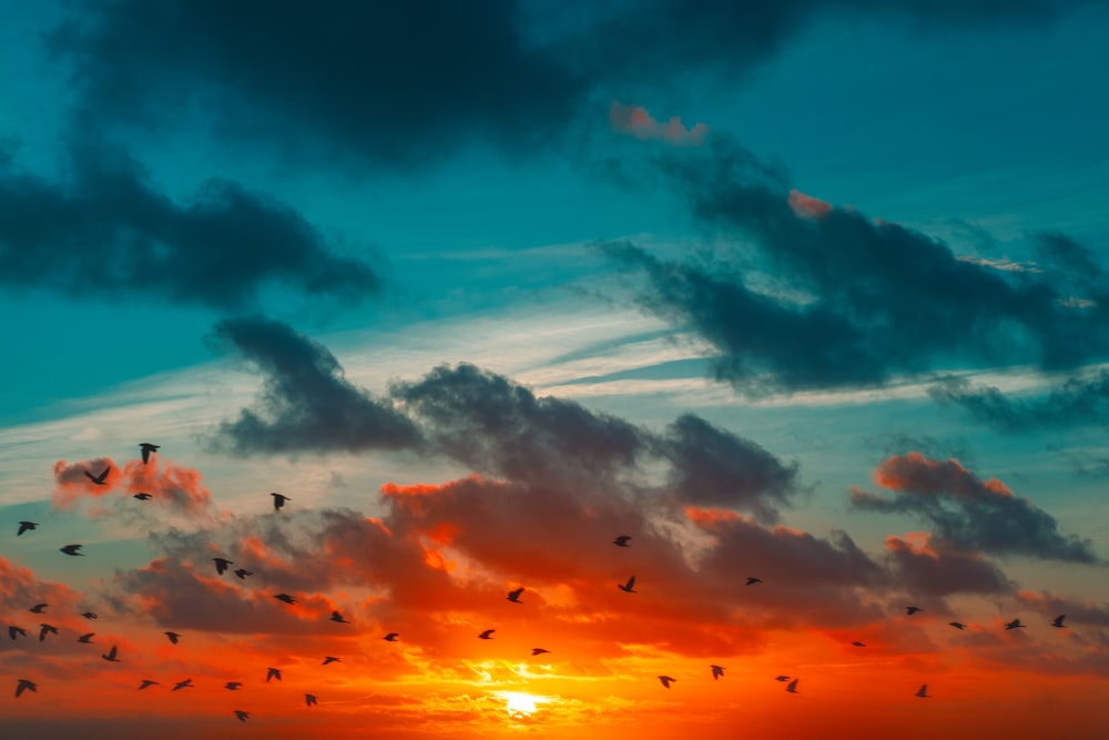 a flock of birds flying over a sunset