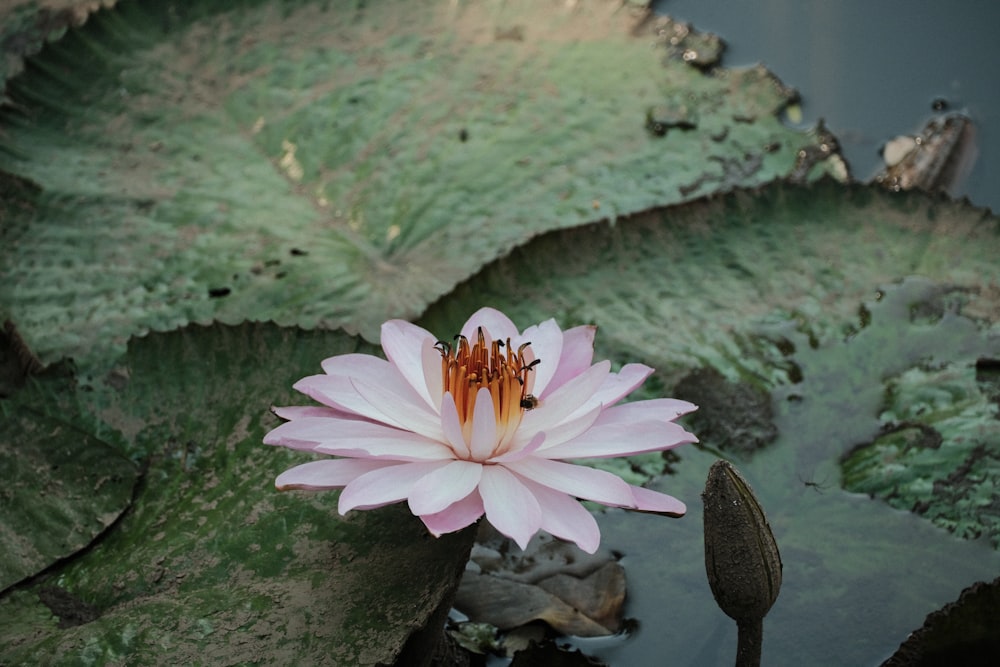 a large pink flower sitting on top of a green leaf