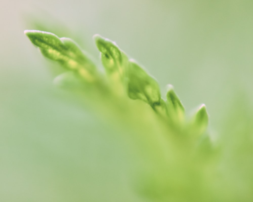 a close up of a green plant with a blurry background