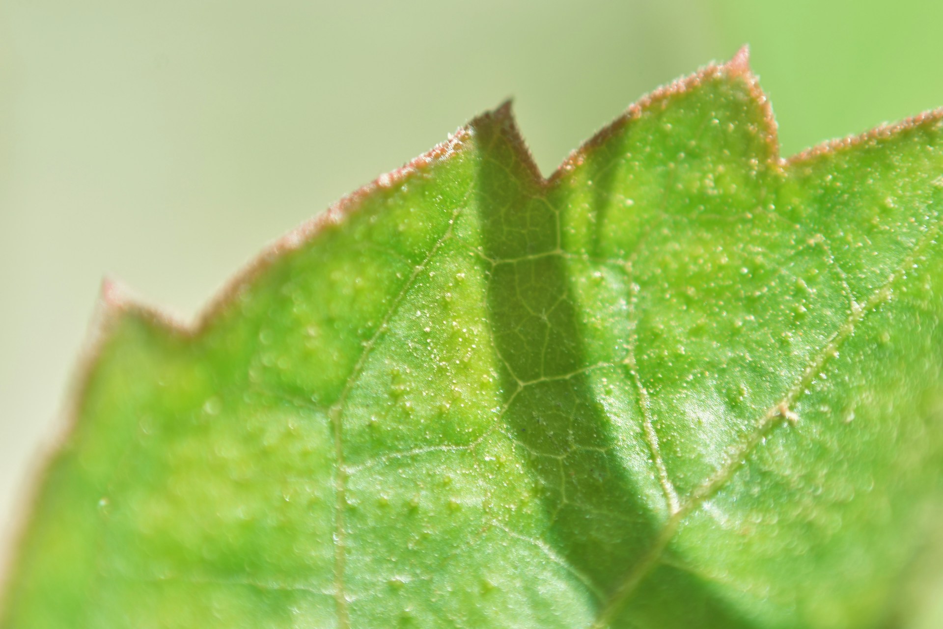 a close up of a green leaf