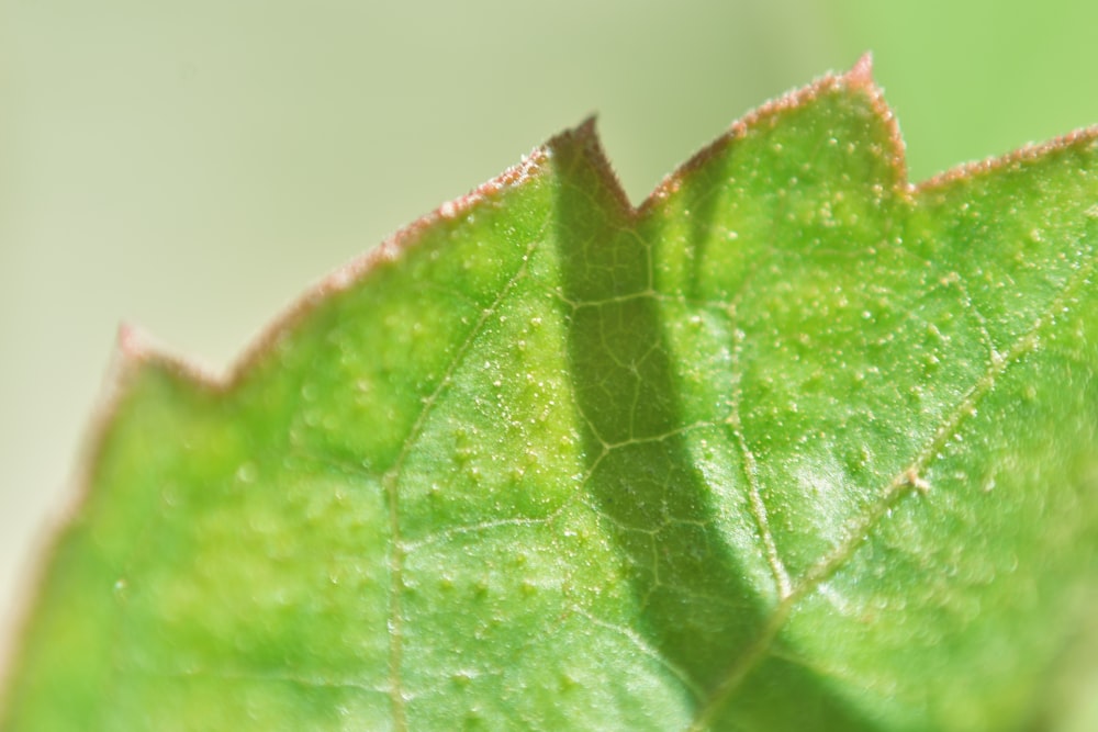 a close up of a green leaf