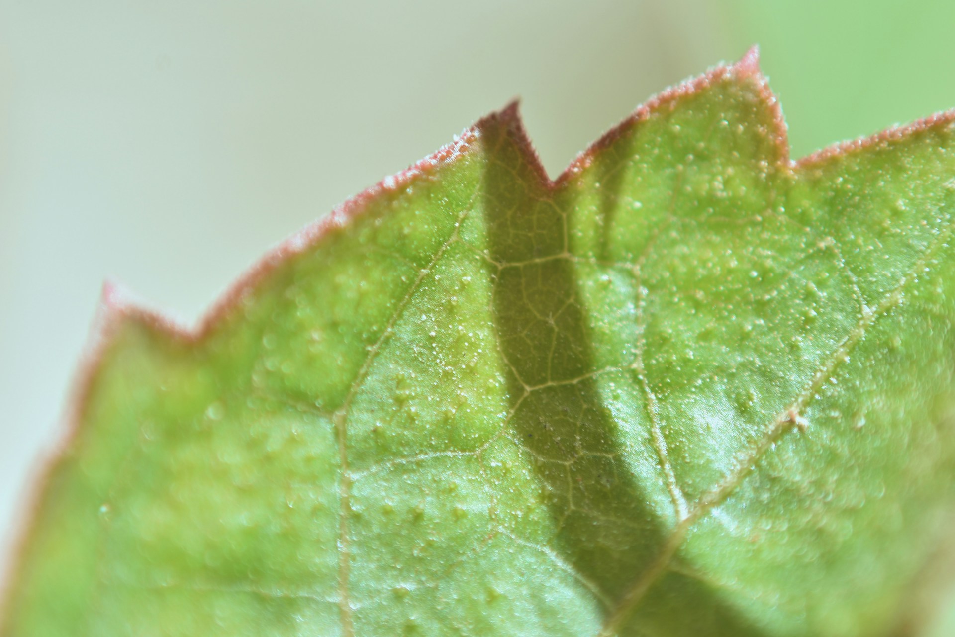 a close up of a green leaf with drops of water on it