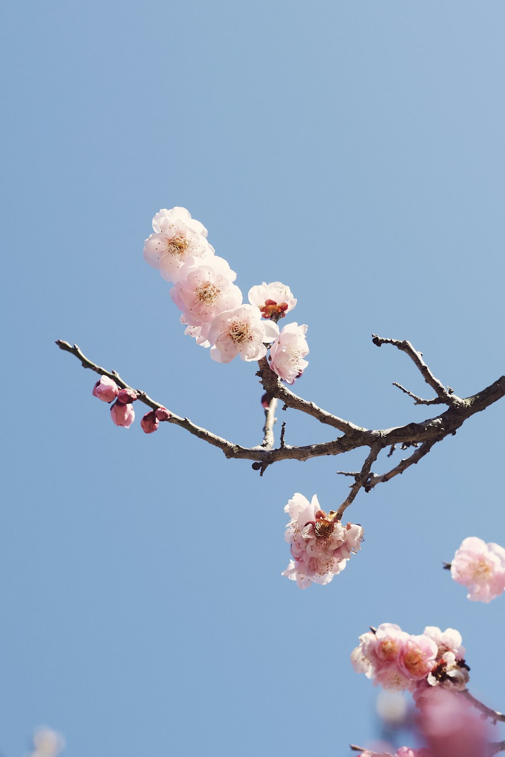una rama con flores rosadas contra un cielo azul