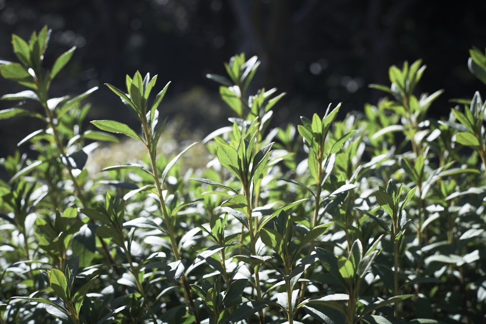 a close up of a bush with green leaves