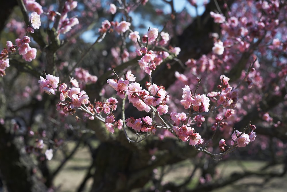 a close up of a tree with pink flowers