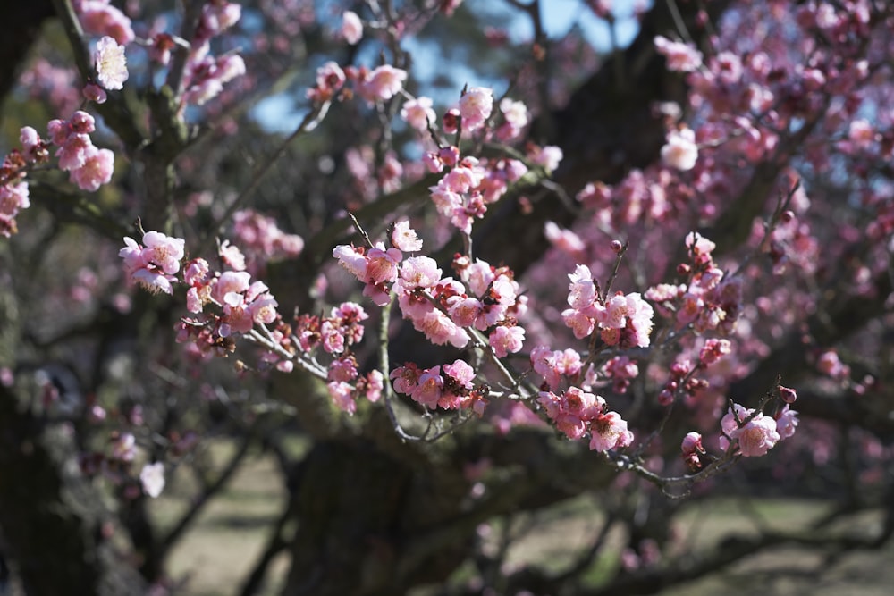un primer plano de un árbol con flores rosadas
