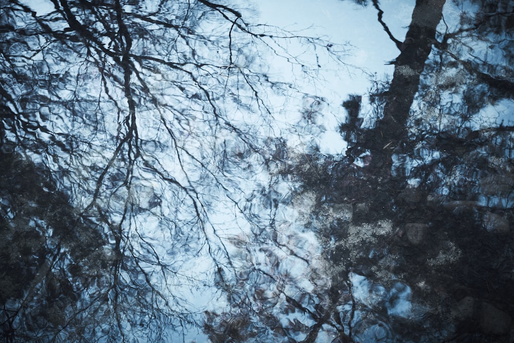 a reflection of trees in a puddle of water