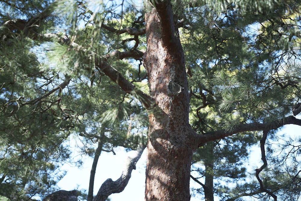 a bird is perched on the top of a pine tree