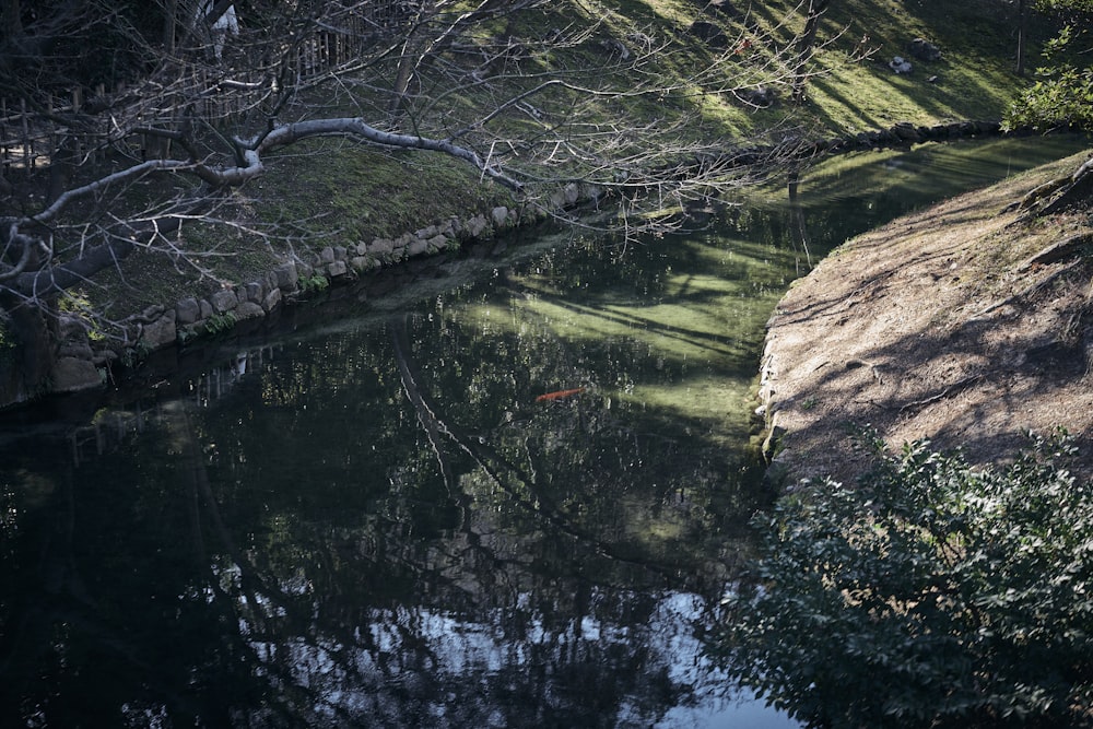 a body of water surrounded by trees and grass